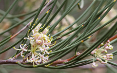 Hakea recurva recurva