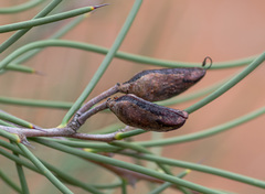 Hakea recurva recurva