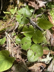 Neottia smallii