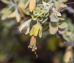 Eremophila glandulifera