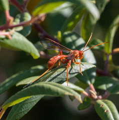 Labeninae