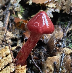 Cortinarius cardinalis