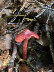 Cortinarius cardinalis