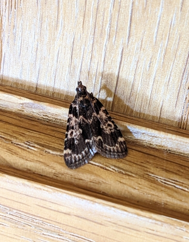 Stored grain moth photo 4