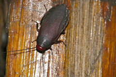 Oxyhaloa deusta