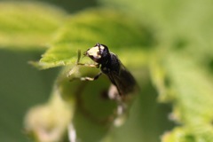 Hylaeus affinis