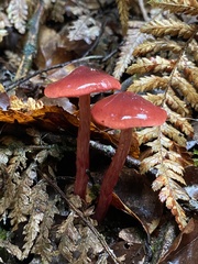 Cortinarius cardinalis