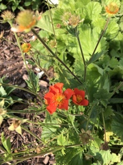 Sphaeralcea munroana