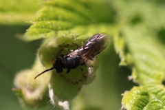 Hylaeus affinis