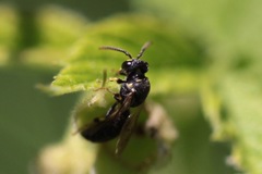 Hylaeus affinis
