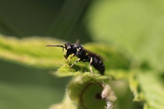 Hylaeus affinis