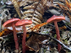 Cortinarius cardinalis