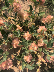 Tripterocalyx micranthus