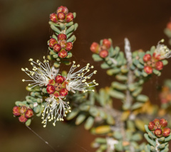 Melaleuca halmaturorum