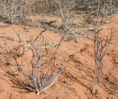 Melaleuca halmaturorum