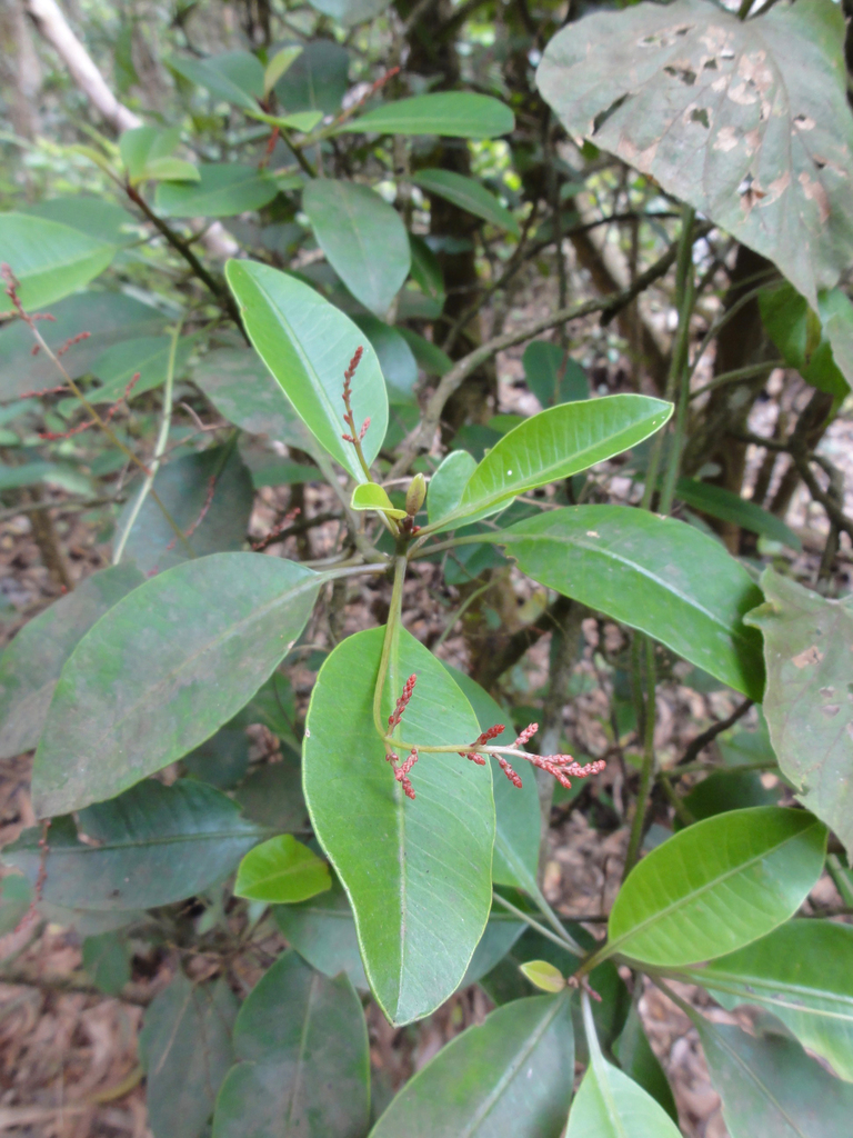 Charpentiera obovata