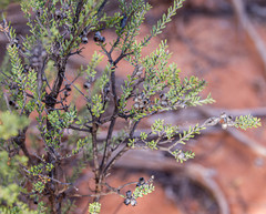 Melaleuca halmaturorum