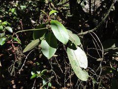 Charpentiera obovata