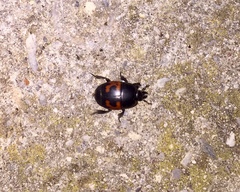 Hister quadrimaculatus