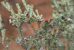 Melaleuca halmaturorum