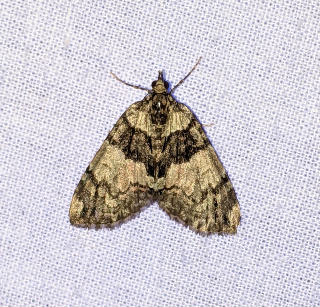 Hydriomena crokeri