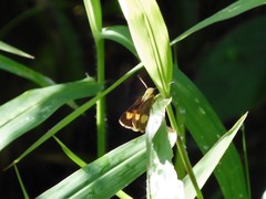 Oriens paragola