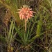 Aloe micracantha - Photo 由 timvn 所上傳的 (c) timvn，保留部份權利CC BY-NC