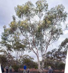 Eucalyptus transcontinentalis