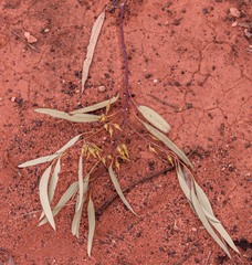 Eucalyptus transcontinentalis