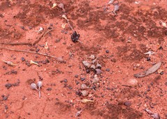 Eucalyptus transcontinentalis