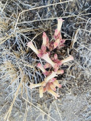 Aphyllon fasciculatum