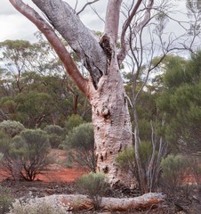 Eucalyptus salmonophloia