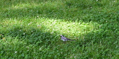 Motacilla alba
