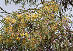 Eucalyptus transcontinentalis