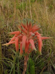 Aloe micracantha