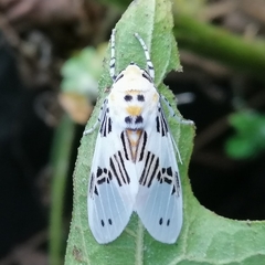 Idalus daga