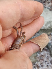 Cyclograpsus integer