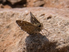 Carcharodus
