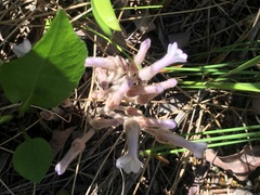 Aphyllon fasciculatum