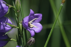 Chelostoma rapunculi