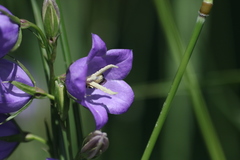 Chelostoma rapunculi