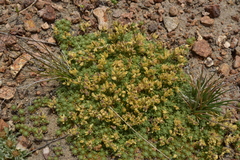 Cusickiella quadricostata