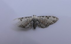 Eupithecia ravocostaliata