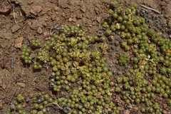 Cusickiella quadricostata