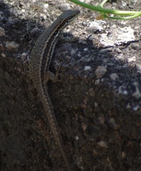 Podarcis muralis