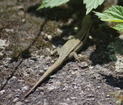 Podarcis muralis