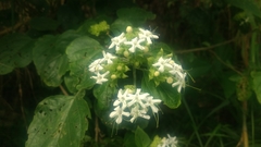 Clerodendrum canescens