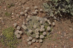 Cusickiella quadricostata