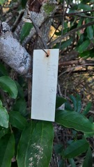 Hymenaea stigonocarpa