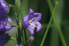 Chelostoma rapunculi